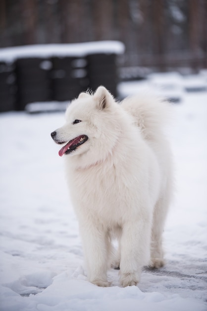 Samoyed white dog is on snow outside on winter scenery