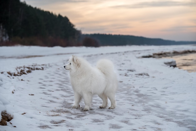 Samoyed white dog is on snow Saulkrasti beach in Latvia