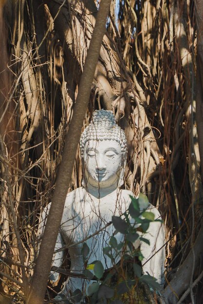 Samut Songkhram Thailand April 15 2022 White Buddha statue covered by tree roots Wat Bang Kung