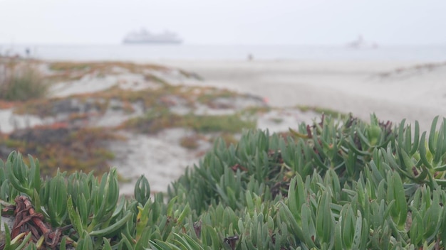 Sand dunes of misty coronado beach ocean waves in fog california coast usa