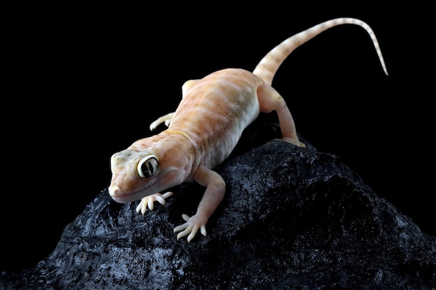 Sand gecko closeup on the stone, Closeup head sand gecko (Stenodactylus petrii)