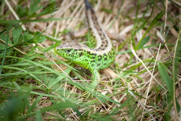 Sand green lizard in human hand without tail