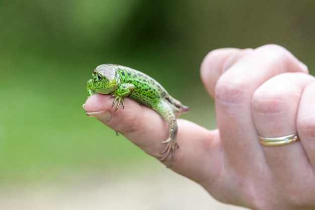 Sand green lizard in human hand without tail