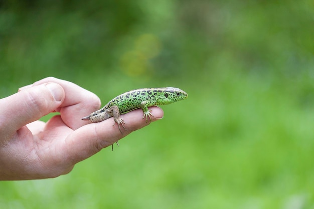 Sand green lizard in human hand without tail