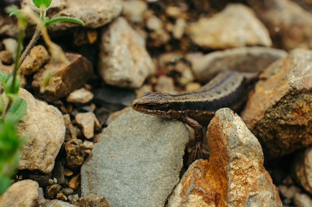 Sand lizard hiding among the rocks