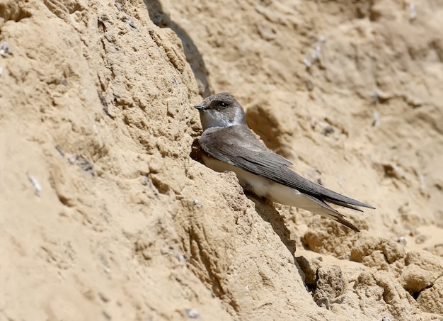 Sand martin sits next to the nest with grass next to him