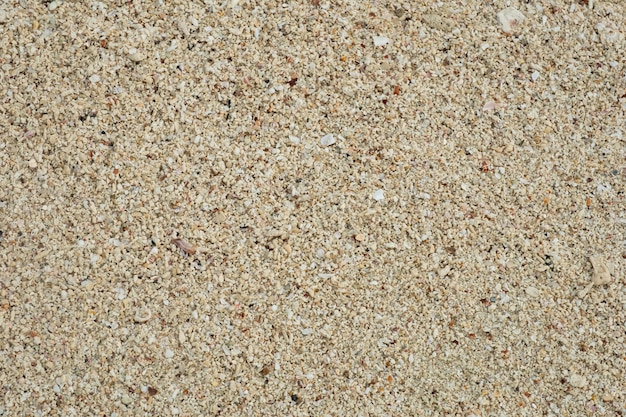 Sand texture background, Small shells Broken coral , natural sand at the beach close up.