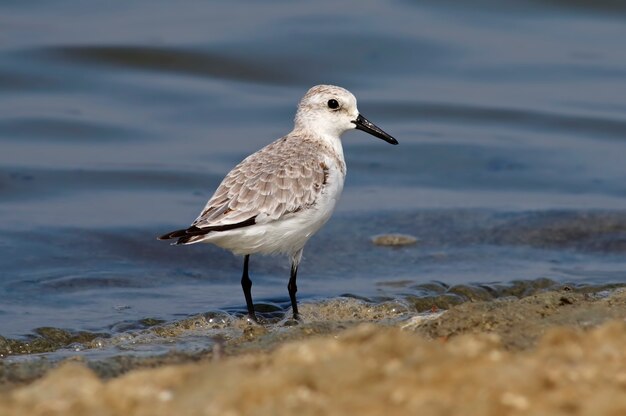 Sanderling Calidris alba Beautiful Shorebird Birds of Thailand