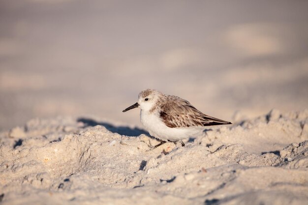 Photo sanderling shorebird calidris alba along the shore of clam pass in naples florida in the morning