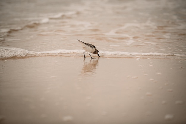 Photo sandpiper on beach