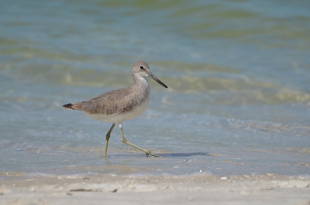 Sandpiper bird walking along a sandy beach in Naples Florida.