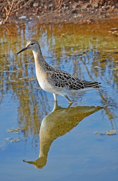 Sandpiper portrait