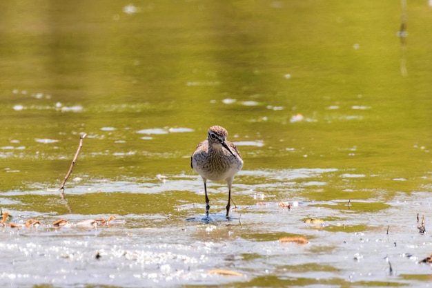 Sandpiper, Wood sandpiper in Shallow Water (Tringa glareola) Wader Bird Sandpiper