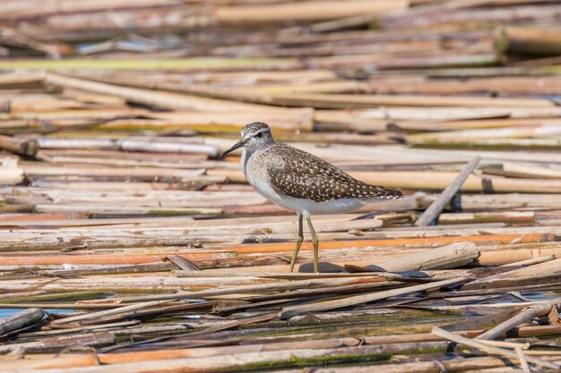 Sandpiper, Wood Sandpiper (Tringa glareola) Wader Bird Sandpiper