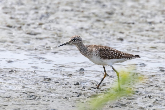 Sandpiper, Wood sandpiper (Tringa glareola) Wader Bird Sandpiper