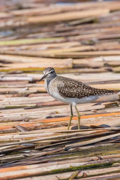 Sandpiper, Wood Sandpiper (Tringa glareola)