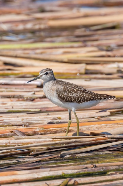 Sandpiper, Wood Sandpiper (Tringa glareola)