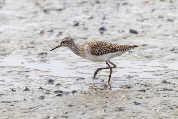 Sandpiper, Wood sandpiper (Tringa glareola)