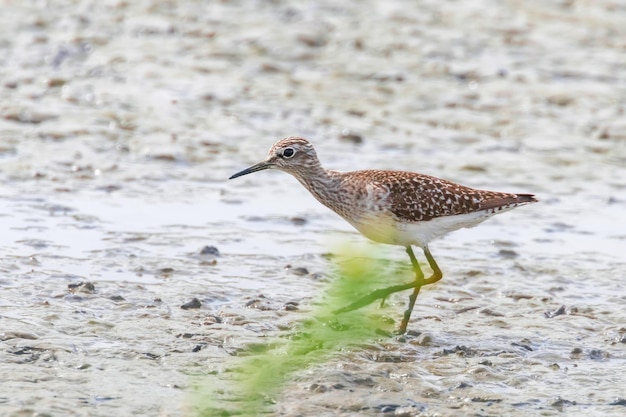 Sandpiper Wood sandpiper Tringa glareola