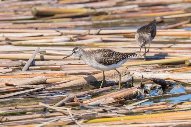 Sandpiper, Wood Sandpiper (Tringa glareola)