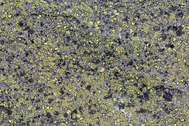 Sandstone with dotted lichen formations of the Carpathians Gorgany range Grey and yellow abstract rock texture background