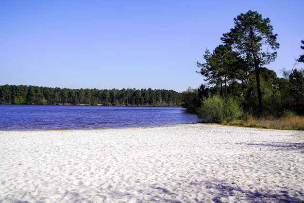 Sandy beach coast in lake Hostens in Gironde France