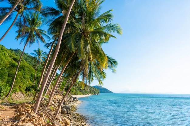 Sandy beach of a paradise deserted tropical island. Palm trees overhang on the beach. White sand. Blue water of the ocean. Rest away from people