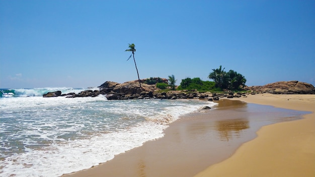 Photo sandy beach with palm trees by the ocean