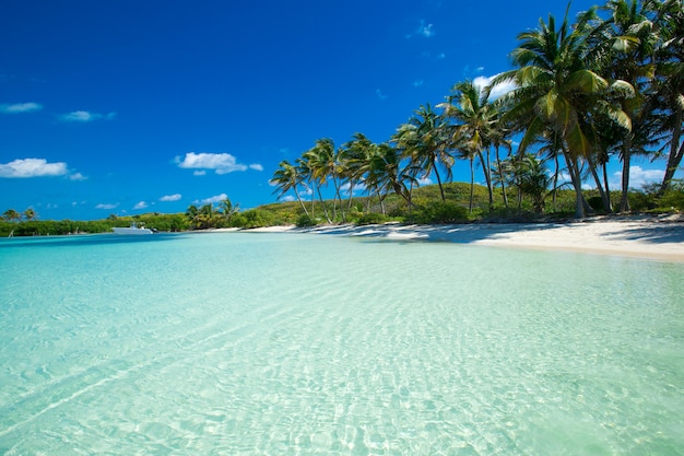 Sandy beach with palm trees