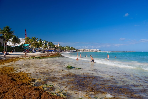 Sandy beach with seaweed on a sunny day with hotels in Playa del Carmen Mexico