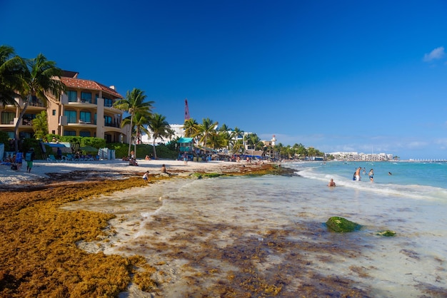 Sandy beach with seaweed on a sunny day with hotels in Playa del Carmen Mexico