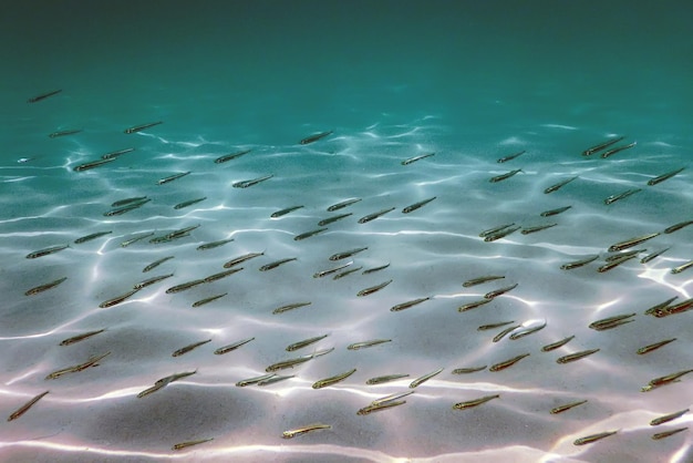 Sandy bottom, fish swimming underwater