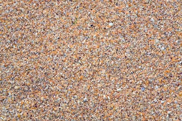 Sandy - breakage cockleshell wet sea background