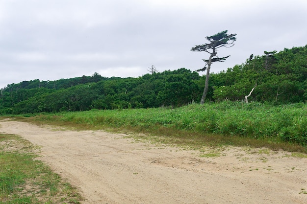 Sandy dirt road in the countryside