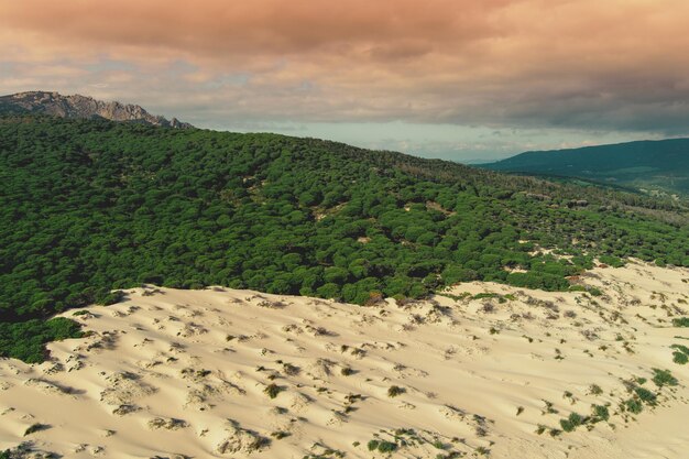 Sandy Dune and pine forest Playa Bolonia Duna de Bolonia Spain