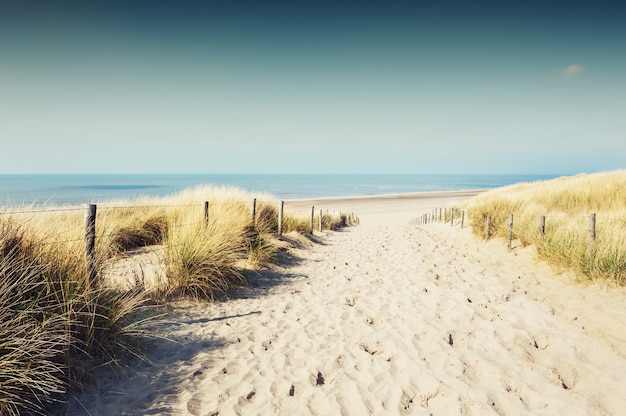 Sandy dunes on the sea coast in Noordwijk, Netherlands, Europe.