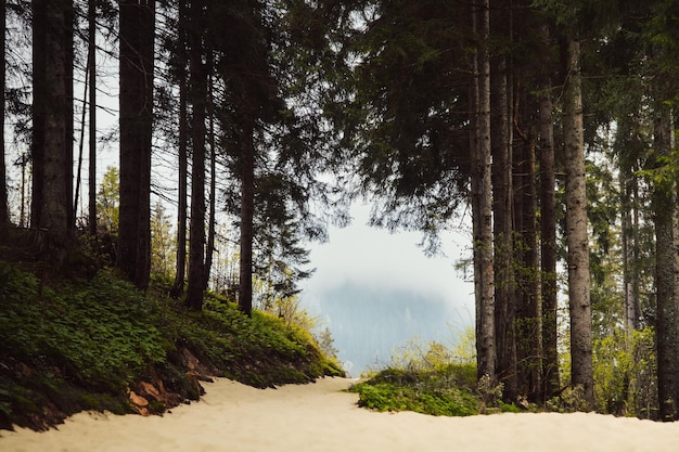 A sandy road amidst the trees