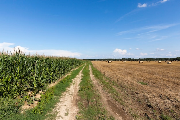 Sandy road in the field through corn and cereals, summer