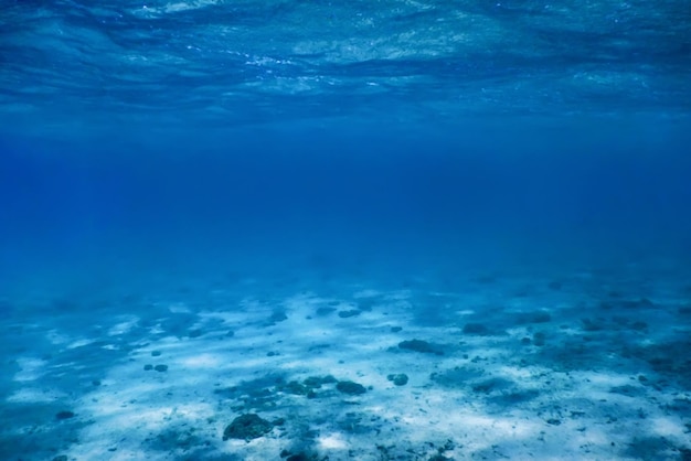 Sandy sea bottom Marine life, Underwater background