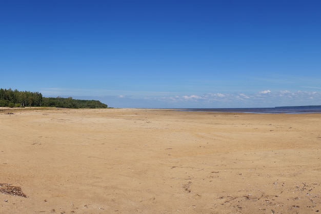 Sandy wild beach in the summer.