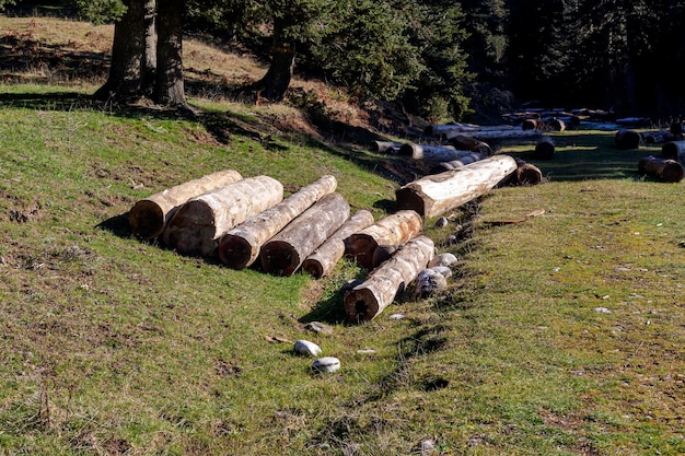 Sanitary deforestation in the mountains