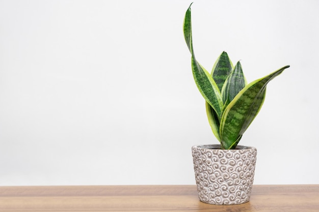 Sansevieria home plant in gay pot home interior flower copy space