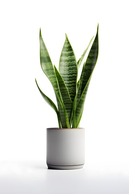 Sansevieria plant on ceramic pot snake plant white background