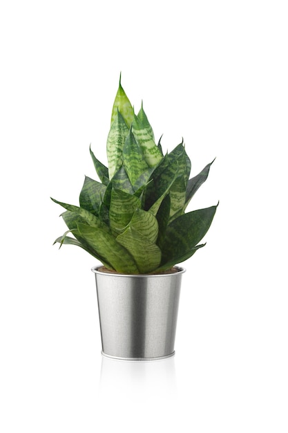 Sansevieria trifasciata Hahnii or snakeplant in Silver shiny metal pot