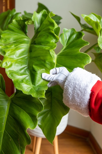 Santa Claus hands stroking a beautiful philodendron