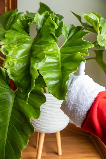 Santa Claus hands stroking a beautiful philodendron