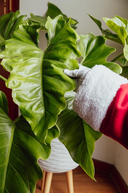 Santa Claus hands stroking a beautiful plant