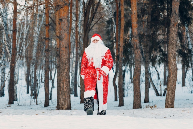 Santa Claus with long white beard walking in the winter forest