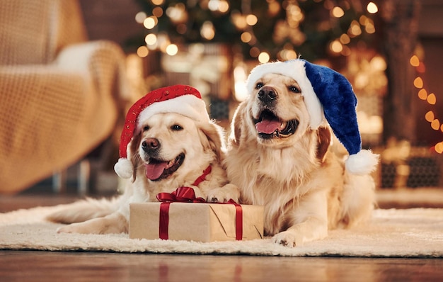 In santa hats Two cute Golden retrievers together at home Celebrating New year