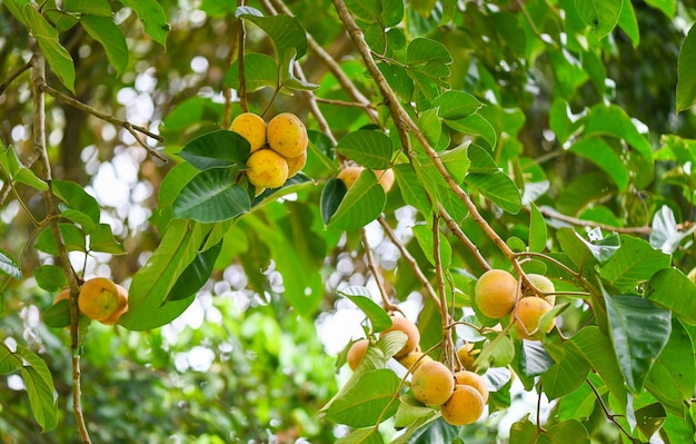 Santol fruit on summer in Thailand ripe santol on the santol tree tropical fruit